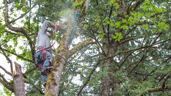 Man in tree cutting branch with chainsaw.