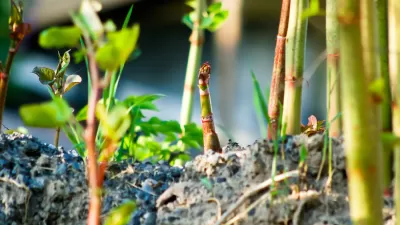 Japanese Knotweed
