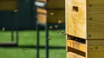 Close-up of wooden beehive with bees flying in and out