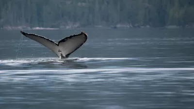 Salish Sea