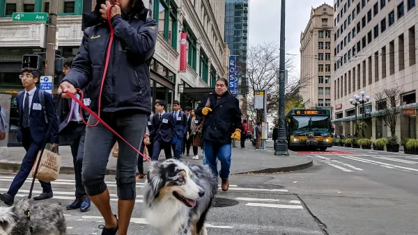 Man with two shepherd-type dogs crossing crosswalk in urban Seattle, Washington.