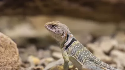 Lizard