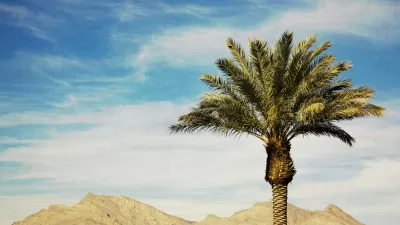 Palm Tree