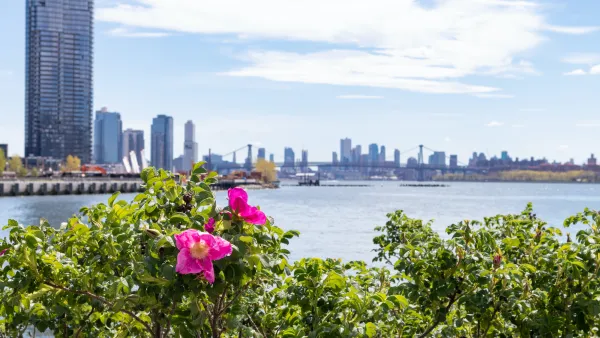 Beautiful Pink Flowers along the East River at Hunters Point South Park during Spring in Long Island City Queens