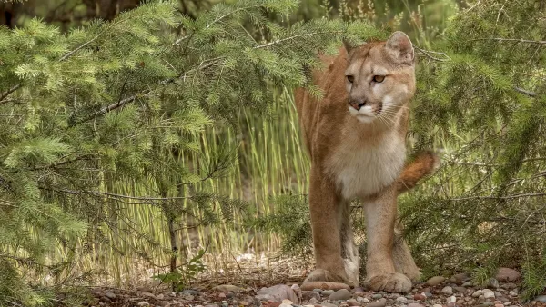 Mountain lion in a forest.