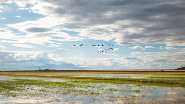 Birds flying over flat irrigated farmland in Imperial Valley, California.