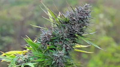 Marijuana