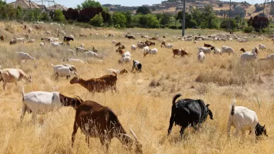 Goats grazing in a California field