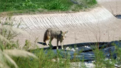 Coyote