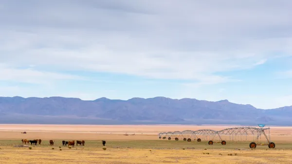 Cattle graze on farmland in the Hualapai Valley north of Kingman, Arizona.