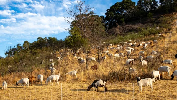 Herd of goats grazing on dry hillside in Los Angeles.