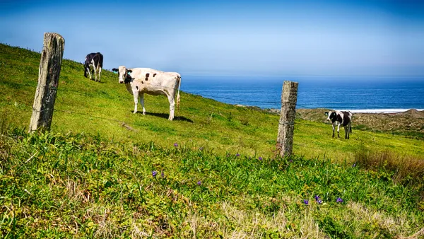Pasture land