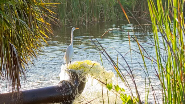 A Great egret cools his feet in the gushing inflow from a water pipe in early morning sun at a wetland. 