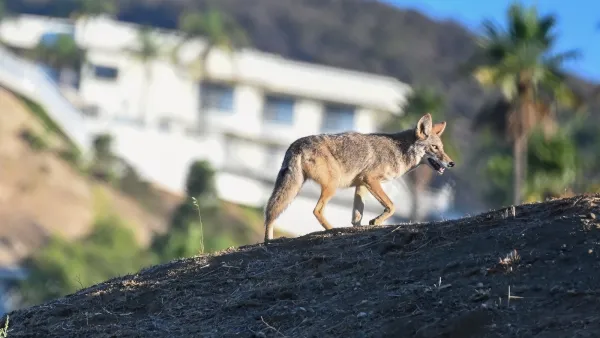 Coyote walking on hill with homes and palm trees blurred in background in Los Angeles, California.