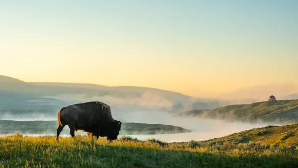 Bison grazing sillhouetted against scenery of river in Montana.