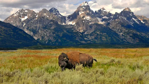 A buffalo in a national park