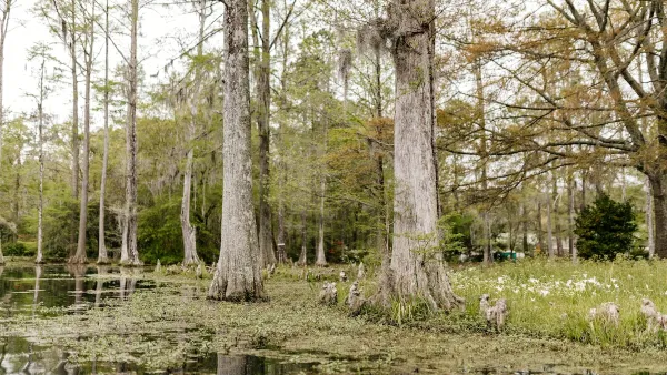 A swamp in South Carolina with tall pale trees and Spanish moss in the water.