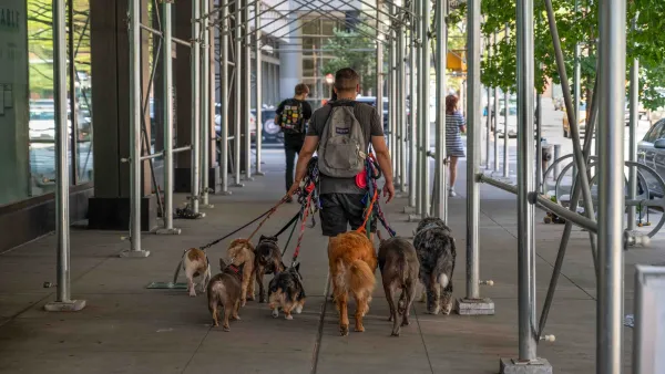 Man walking multiple dogs in leasehes under sidewalk scaffolding in New York City.