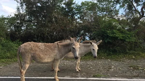 Wild donkeys on the road in the US Virgin Islands