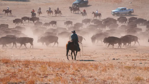Cowboys Herd American Bison Buffalo in West on Horses.
