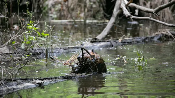 A beaver in water holding a stick in its mouth.