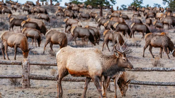 Large herd of elk in Colorado.
