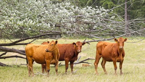 Three brown cows stand by a flower covered tree in a grassy field in northeast Washington.