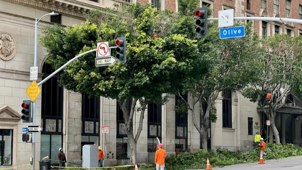 Workers in orange shirts trimming large street trees in downtown Los ANgeles, California.