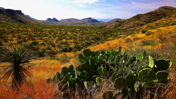 Desert landscape with cactus in foreground and mountains in background in Big Bend National Park, Texas.