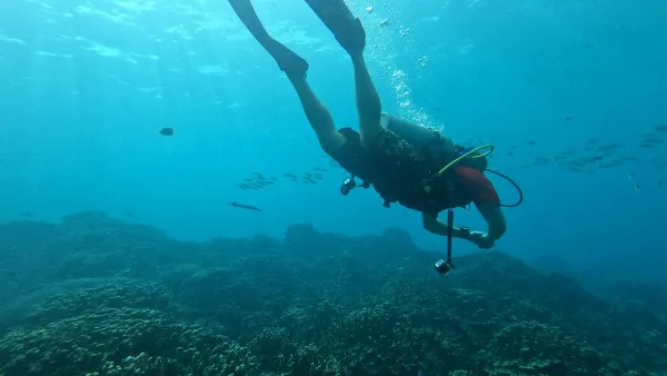 A person scuba diving in a coral reef off Guam. 