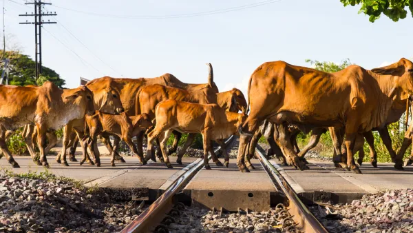 Cows and Railroad Tracks