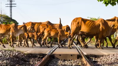 Cows and Railroad Tracks