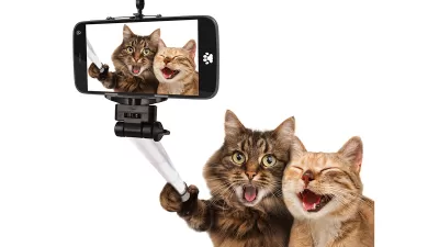 Cat Selfie