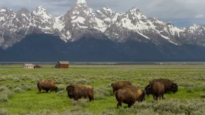 Herd of bison grazing in green field with snow-capped Wyoming mountains in background