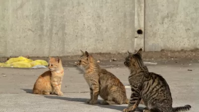 Cats
