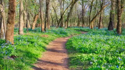 Trail through forested area in Virginia