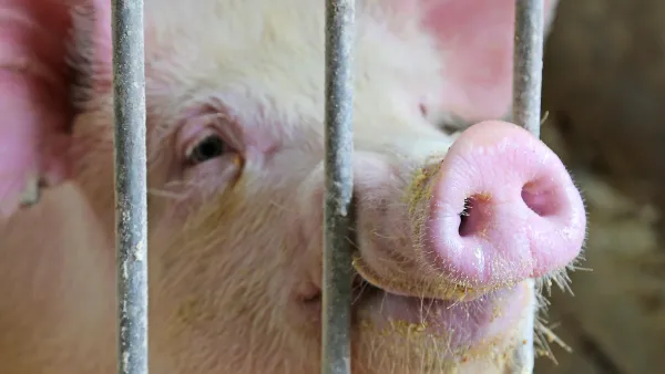 A pig poking its snout between the bars.