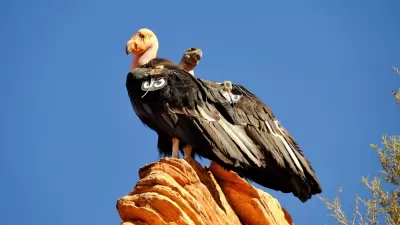 Endangered Species