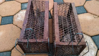 Rodents Vermin