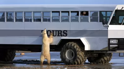 Polar Bear
