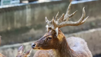 Whitetail Buck