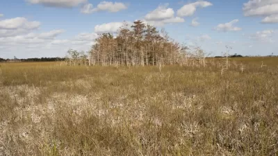 Florida Pine Rockland