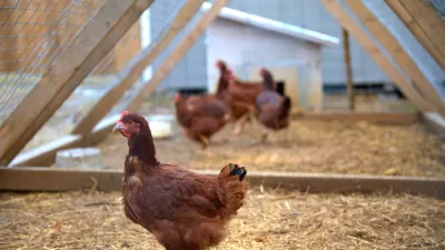 Chicken Run