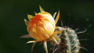 Succulent