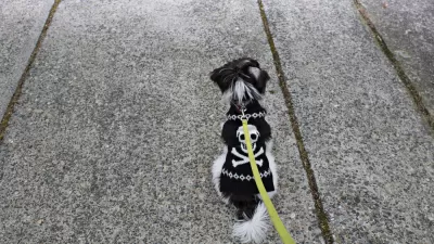 Walking the Dog