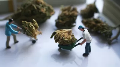 Marijuana