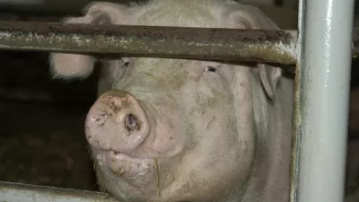 Pig Farm
