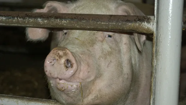 Pig Farm