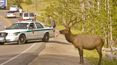 Wildlife