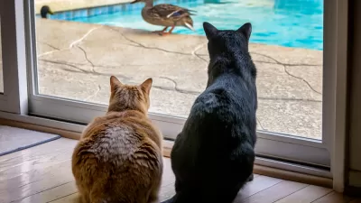 Cats and Ducks